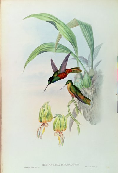Bonaparte csillagfrontos kolibri (színes litó) alkotó: John Gould