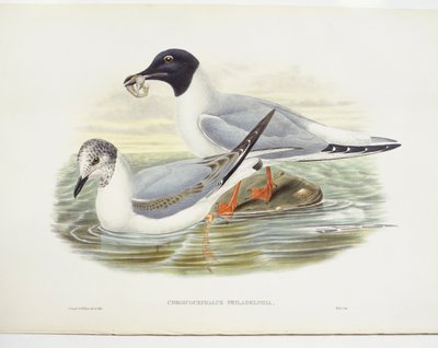 Bonaparte sirály (Larus philadelphia), illusztráció alkotó: John Gould