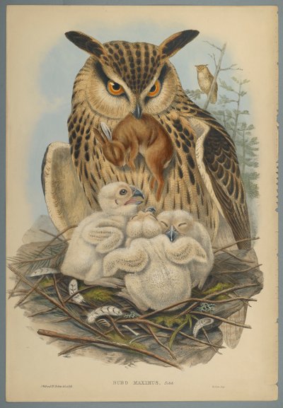 Bubo Maximus: Bagoly (színes lito szőtt papíron) alkotó: John Gould