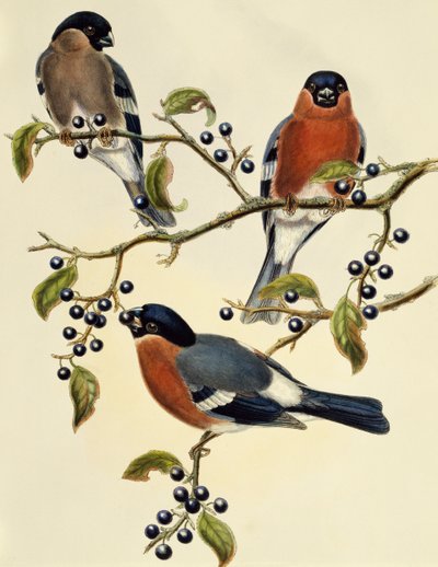 Süvöltő (Pyrrhula pyrrhula), John Gould (1804-1881) metszete. Egyesült Királyság alkotó: John Gould