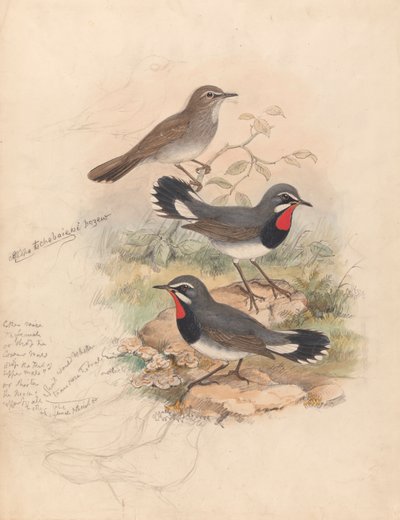 Calliope Tschebaiewi, Prjev. alkotó: John Gould