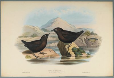 Cinclus Pallasi: Pallas Water Ouzel (színes litho szőtt papíron) alkotó: John Gould