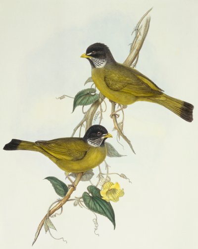 Galléros pintycsőrű (Spizixos semitorques), John Gould metszet alkotó: John Gould