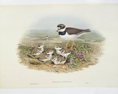 Gyűrűs rétihéja (Charadrius hiaticula), illusztráció alkotó: John Gould