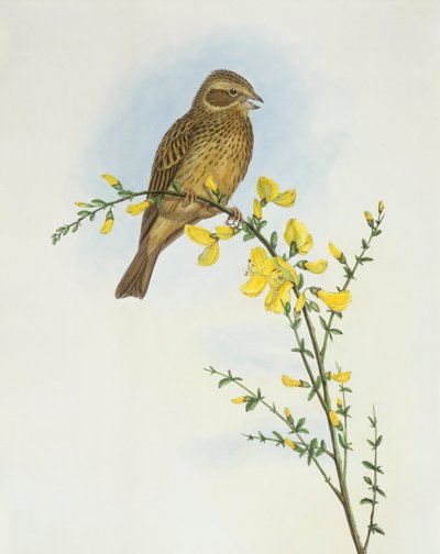 Kukoricasármány (Miliaria o Emberiza calandra), John Gould metszete alkotó: John Gould