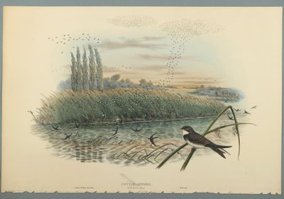 Cotyle Riparia (színes lito szőtt papíron) alkotó: John Gould