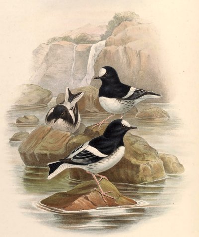 Enicurus scouleri alkotó: John Gould