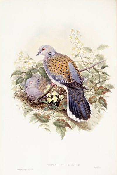 Európai teknősgalamb (Streptopelia turtur), John Gould metszete alkotó: John Gould