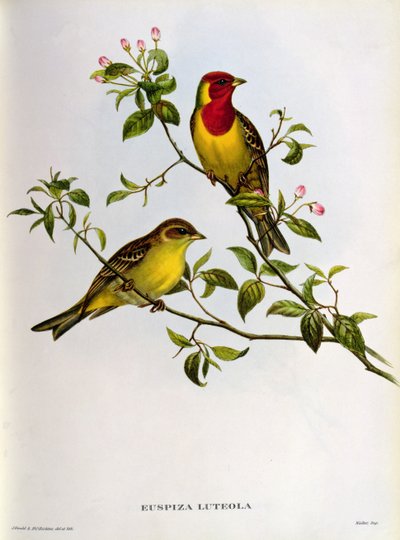 Euspiza Luteola, 19. század alkotó: John Gould