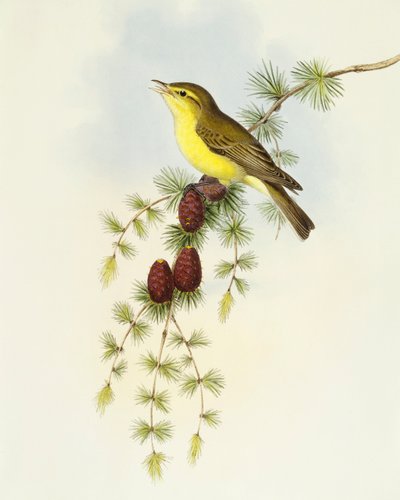 Légykapó (Ficedula hypolaris), John Gould metszete alkotó: John Gould