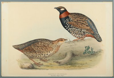 Francolinus Vulgaris (Briss): európai frankolin (színes litho szőtt papíron) alkotó: John Gould