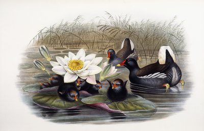 Gallinula Chloropus alkotó: John Gould
