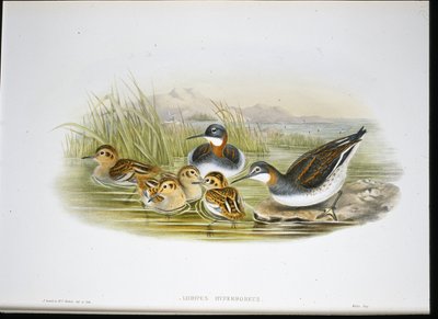 Fényes Ibis (Falcinellus Igneus) (kézzel színezett litho) alkotó: John Gould