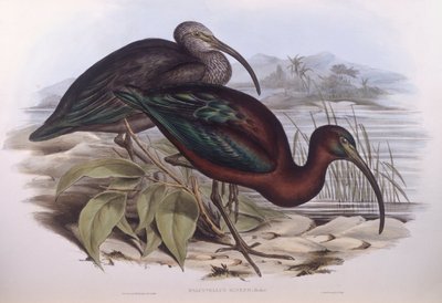 Fényes íbisz (Plegadis falcinellus), John Gould metszete alkotó: John Gould