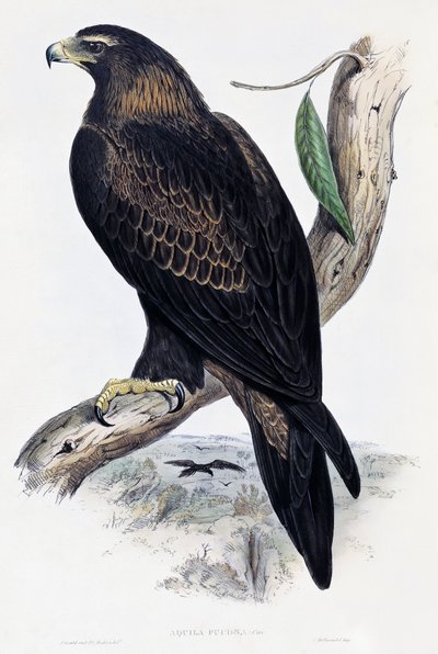 Arany sas (Aquila chrysaetos), litográfiája az Ausztrália és Nagy-Britannia madarairól, John Gould (1804-1881), Egyesült Királyság alkotó: John Gould