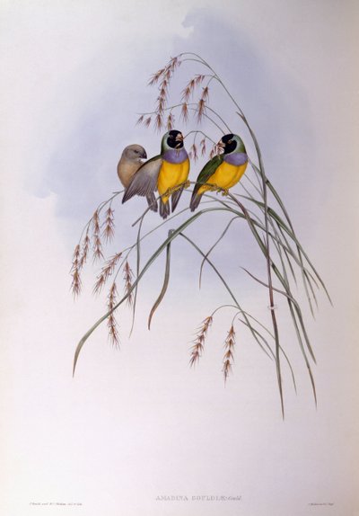 Gouldi pinty (Chloebia vagy Erythrura gouldiae), John Gould metszet alkotó: John Gould