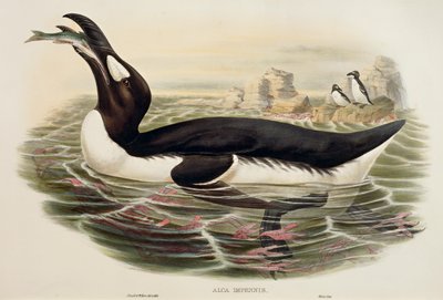 Nagy Auk Pinguinus impennis, metszet alkotó: John Gould