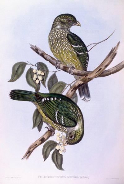 Zöld macskamadár (Ailuroedus crassirostris), John Gould metszet alkotó: John Gould