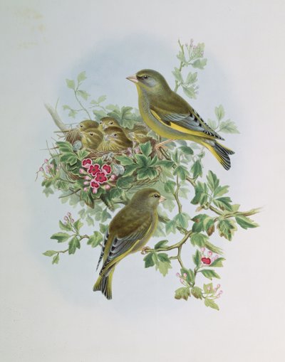 Zöldike alkotó: John Gould