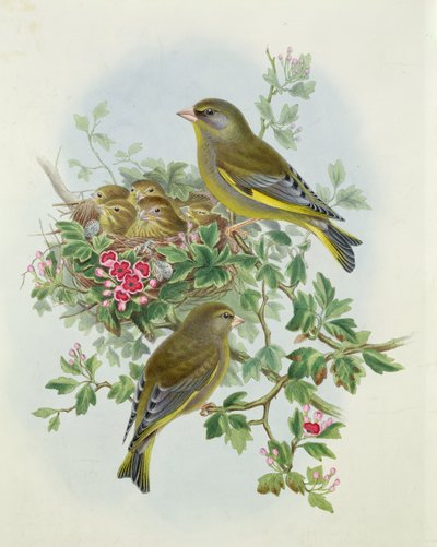 Zöldpinty, 1873 (wc, ceruza papíron) alkotó: John Gould