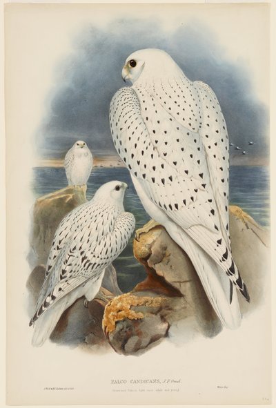 Grönlandi sólyom alkotó: John Gould