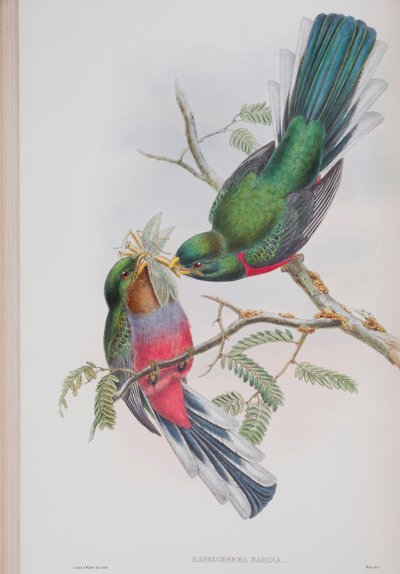Hapaloderma Narina, tábla a John Gould által 1862-73-ban kiadott The Birds of Great Britain (kézi színes litográfia) című kötetből. alkotó: John Gould