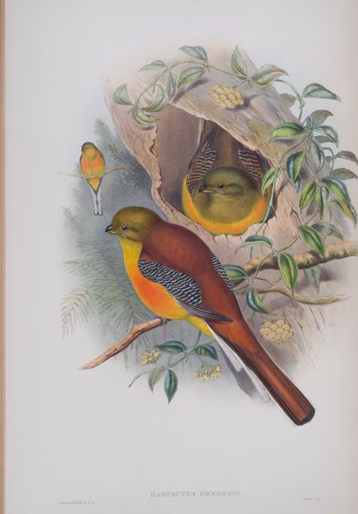 Harpactes Oreskios, tábla a John Gould által 1862-73-ban kiadott The Birds of Great Britain (kézi színes litográfia) című kötetből. alkotó: John Gould