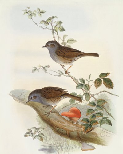 Sövénykiemelő (Prunella modularis), John Gould metszet alkotó: John Gould
