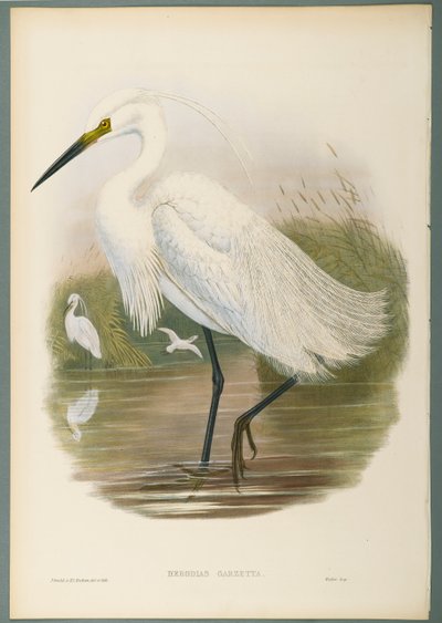Herodias Garzetta - Kis kócsag (színes litó szőtt papíron) alkotó: John Gould