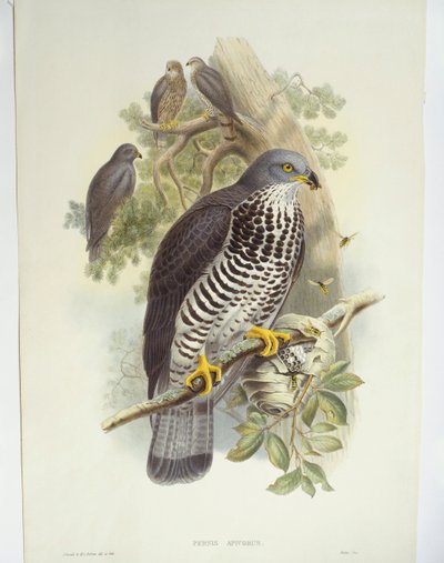 Mézes ölyv (Pernis apivorus), illusztráció alkotó: John Gould