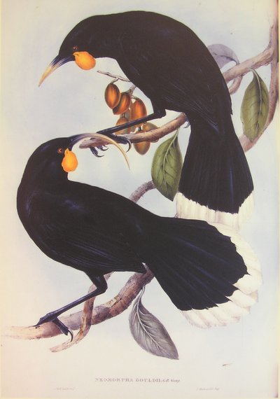 Huia pár illusztráció alkotó: John Gould