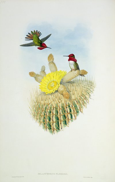 Kolibri, Walter és Cohen metszet alkotó: John Gould