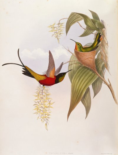 Kolibri (Topaza Pyra) a Trochilid monográfiájából alkotó: John Gould