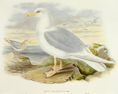 Izlandi sirály (Larus glaucoides), John Gould metszete alkotó: John Gould