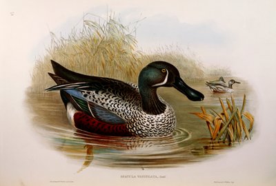 Illusztráció John Gould "Ausztrália madarai" című művéből, amely Anas rhynchotis variegata ausztrál lapátot ábrázol, Oscar Dressler alkotó: John Gould
