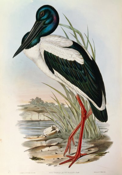 Illusztráció John Gould "Ausztrália madarai" című művéből, amely az Ephippiorhynchus asiaticus feketenyakú gólyát ábrázolja, alkotó: John Gould