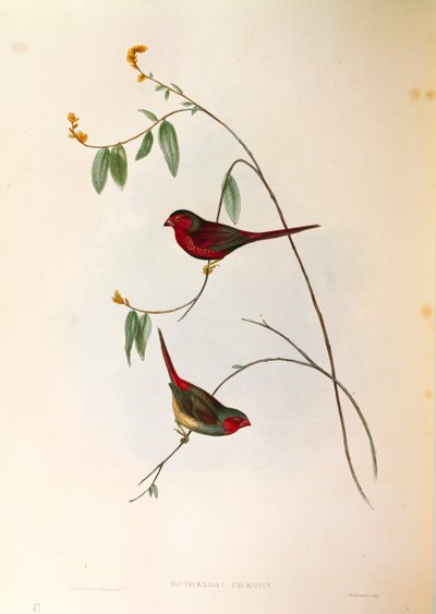 Illusztráció John Gould "The Birds of Australia" című művéből, amely Crimson Finch Neochmia phaetont ábrázolja, színes metszet alkotó: John Gould