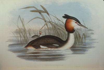 Illusztráció John Gould "Ausztrália madarai" című művéből, amely a déli tarajos vöcsök Podiceps cristatus australis-t ábrázolja, Oscar Dressler alkotó: John Gould