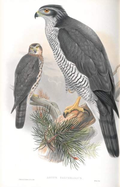 Illusztráció: Astur Palumbarius (Goshawk) alkotó: John Gould
