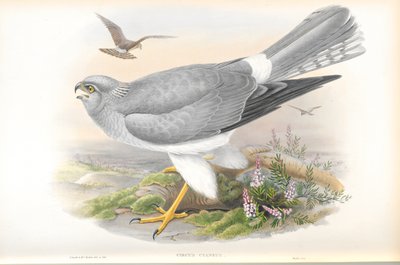 Illusztráció: Circus Cyaneus (tyúkhari) alkotó: John Gould