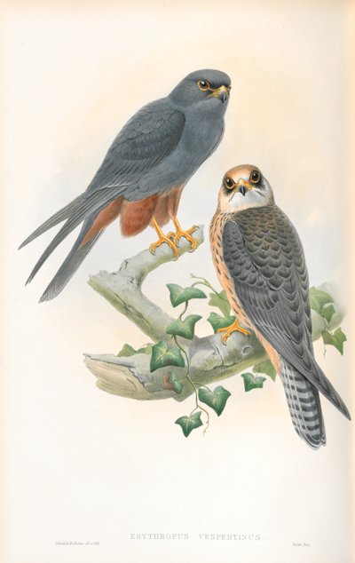 Az Erythropus Vespertinus (narancslábú hobbi) illusztrációja alkotó: John Gould