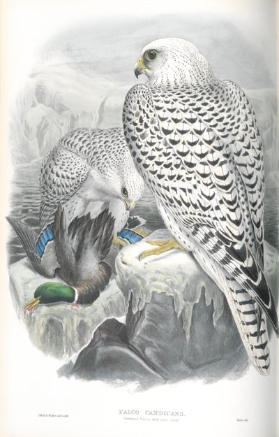 Illusztráció: Falco Candicans (Greenland Falcon Dark Race) alkotó: John Gould