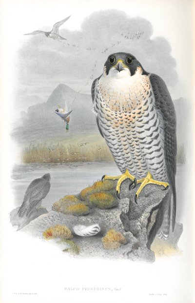 Falco Peregrinus (Peregrine Falcon) illusztrációja alkotó: John Gould