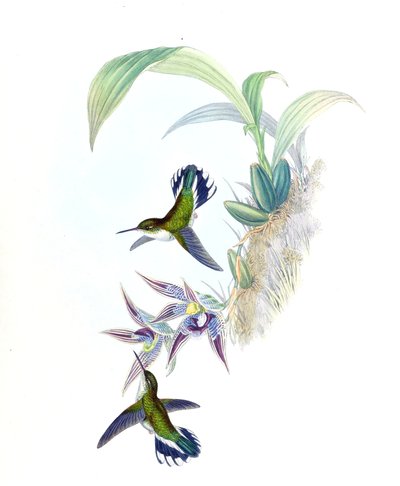 Phlogophilus hemileucurus illusztrációja Paphinia cristata (orchidea) alkotó: John Gould
