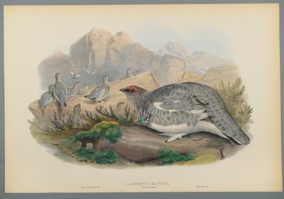 Lagopus Mutus, őszi tollazat: Common Ptarmigan (színes lito szőtt papíron) alkotó: John Gould