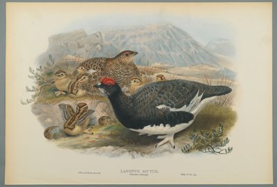 Lagopus Mutus, Nyári tollazat: Common Ptarmigan (színes lito szőtt papíron) alkotó: John Gould