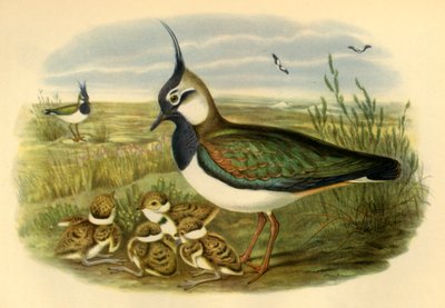 „Lapwing and Young”, 1865, 1942. alkotó: John Gould