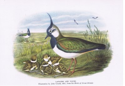 Lapwing and young, Nature in Britain, Collins, 1946 alkotó: John Gould