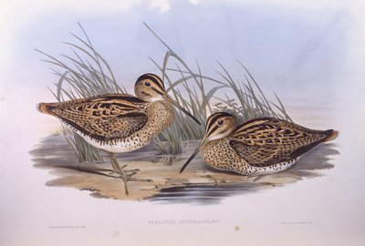 Latham szalonka (Gallinago hardwickii), John Gould metszete alkotó: John Gould