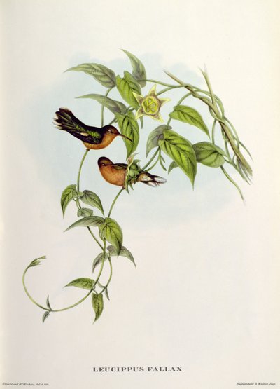 Leucippus Fallax alkotó: John Gould